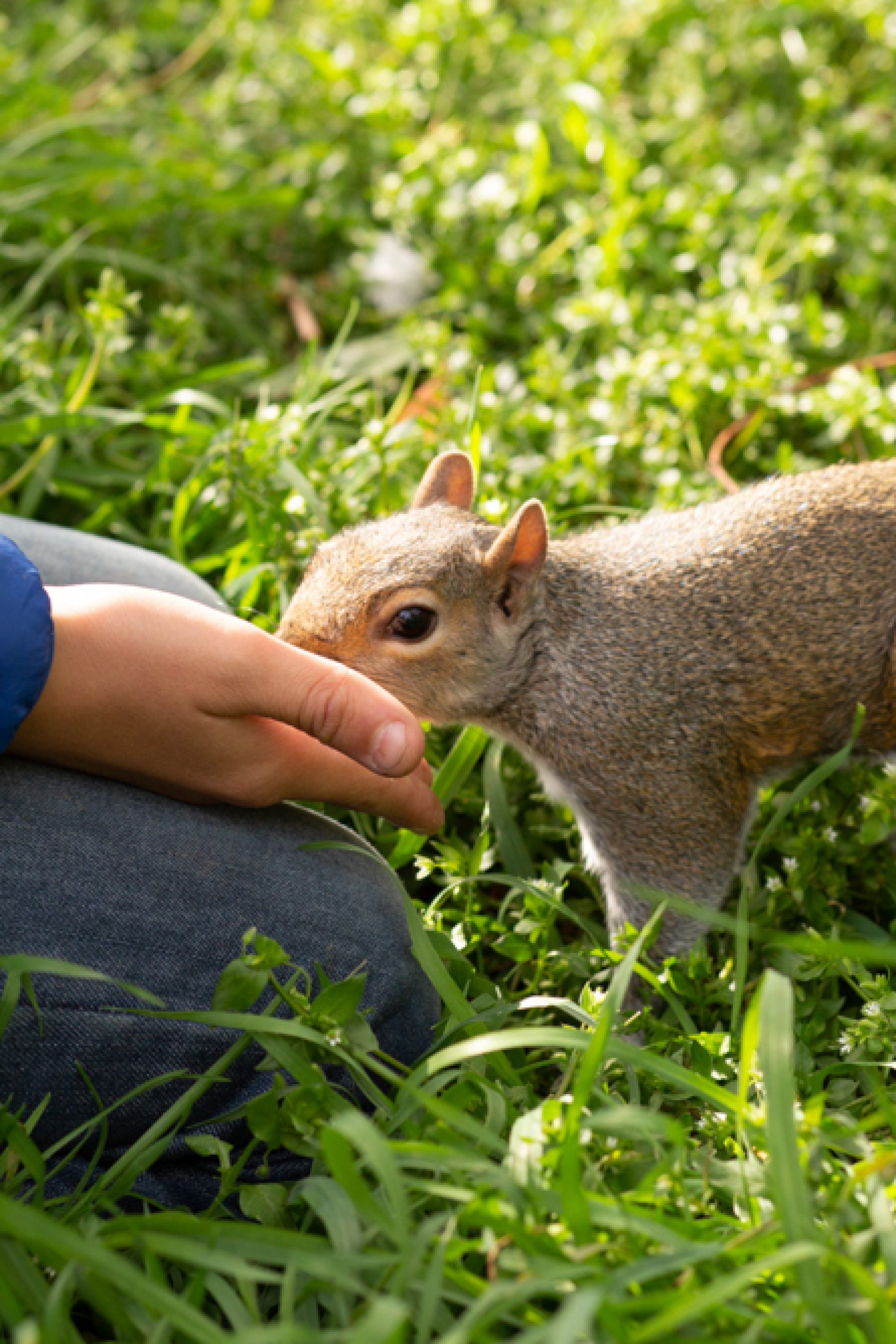 ANIMAUX